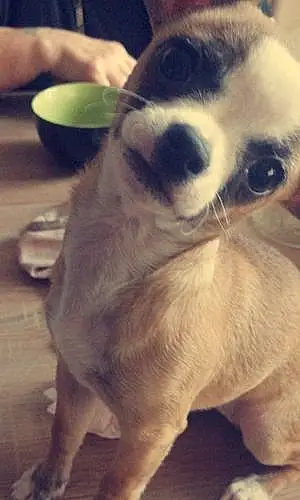 Nom Chihuahua Chien Niky