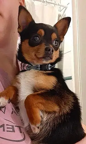 Nom Chihuahua Chien Radjah