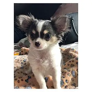 Nom Chihuahua Chien Yankee