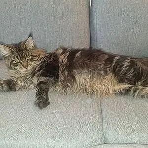 Snoopy Maine Coon