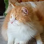 Chat, Carnivore, Small To Medium-sized Cats, Felidae, Faon, Moustaches, Bois, Museau, Queue, Poil, Plante, Patte, Domestic Short-haired Cat, Griffe, British Longhair, Assis, Hardwood, Herbe, Terrestrial Animal