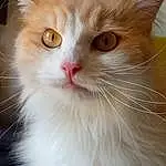 Chat, Felidae, Carnivore, Small To Medium-sized Cats, Moustaches, Iris, Faon, Fenêtre, Oreille, Museau, Poil, Terrestrial Animal, Domestic Short-haired Cat, Comfort, British Longhair