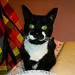 Chat, Felidae, Carnivore, Small To Medium-sized Cats, Iris, Tableware, Moustaches, Dishware, Queue, Serveware, Museau, Platter, Pet Supply, Cat Supply, Plate, Poil, Domestic Short-haired Cat, Patte, Pattern, Tartan
