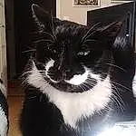 Hair, Head, Chat, Jambe, Fenêtre, Carnivore, Felidae, Moustaches, Small To Medium-sized Cats, Tints And Shades, Museau, Chats noirs, Queue, Domestic Short-haired Cat, Poil, Noir & Blanc, Door, Monochrome, Patte, Picture Frame