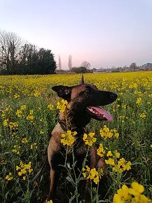 Nom Berger Malinois Chien Piper