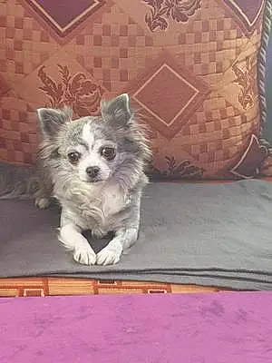 Nom Chihuahua Chien Naya