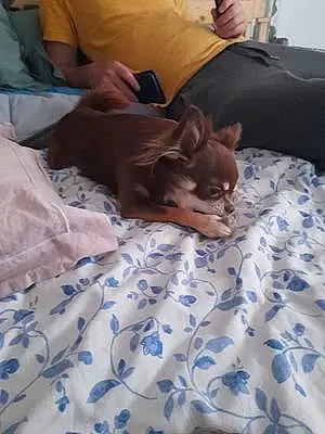 Nom Chihuahua Chien Prada