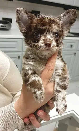 Nom Chihuahua Chien Momo