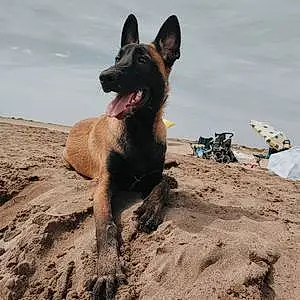 Plage Berger Malinois Chien Loky