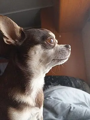 Chihuahua Chien Justy