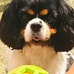 Chien, Green, Carnivore, Race de chien, Cavalier King Charles Spaniel, King Charles Spaniel, Chien de compagnie, Liver, Dog Supply, Museau, Toy Dog, Herbe, Ã‰pagneul, Working Animal, Working Dog, Terrestrial Animal, Comfort Food, Canidae, Poil