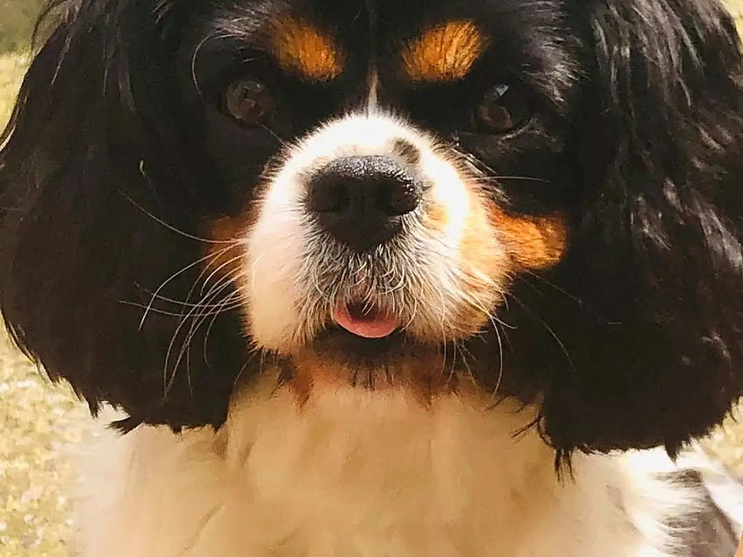 Chien, Green, Carnivore, Race de chien, Cavalier King Charles Spaniel, King Charles Spaniel, Chien de compagnie, Liver, Dog Supply, Museau, Toy Dog, Herbe, Ã‰pagneul, Working Animal, Working Dog, Terrestrial Animal, Comfort Food, Canidae, Poil