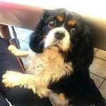 Chien, Carnivore, Race de chien, Chien de compagnie, King Charles Spaniel, Museau, Cavalier King Charles Spaniel, Moustaches, Bored, Poil, Toy Dog, Working Animal, Canidae, Terrestrial Animal, Working Dog