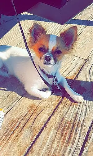Nom Chihuahua Chien Plouf
