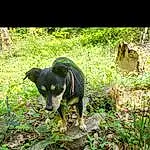 Plante, Chien, Plant Community, Race de chien, Leaf, Working Animal, Carnivore, Biome, Terrestrial Plant, Faon, Adaptation, Groundcover, Herbe, Shrub, Museau, Terrestrial Animal, Natural Landscape, Queue, Canidae