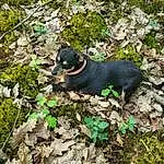 Chien, Plante, Carnivore, Race de chien, Faon, Chien de compagnie, Terrestrial Animal, Groundcover, Herbe, Working Animal, Soil, Rock, Canidae, Bedrock, Adventure, Liver, ForÃªt, Jungle, Non-sporting Group