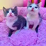 Chat, Small To Medium-sized Cats, Felidae, Moustaches, Carnivore, Chatons, Rose, Domestic Short-haired Cat, Ojos Azules, Asiatique, European Shorthair, German Rex, Ragdoll, American Wirehair, Faon