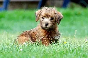 Norfolk Terrier Chien BOOMER