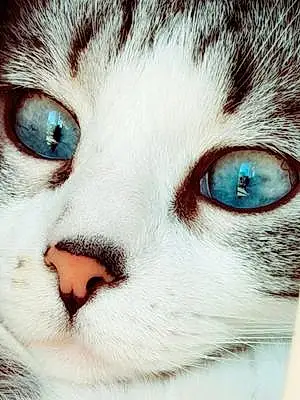 Ojos Azules Chat Zoé