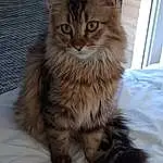 Chat, Carnivore, Felidae, Small To Medium-sized Cats, Moustaches, Faon, Maine Coon, Terrestrial Animal, Bois, Queue, British Longhair, Poil, Domestic Short-haired Cat, Patte, Comfort, Griffe, Assis, NorvÃ©gien, Chair