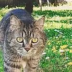 Chat, Plante, Felidae, Carnivore, Small To Medium-sized Cats, Moustaches, Herbe, Terrestrial Animal, Groundcover, Museau, Queue, Poil, Domestic Short-haired Cat, People In Nature, Fleur, Herbaceous Plant, Grassland
