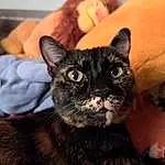 Head, Chat, Yeux, Carnivore, Comfort, Felidae, Oreille, Small To Medium-sized Cats, Moustaches, Museau, Couch, Chats noirs, Domestic Short-haired Cat, Poil, Terrestrial Animal, Photography