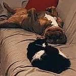 Brown, Race de chien, Comfort, Carnivore, Felidae, Bois, Grey, Chien, Moustaches, Chien de compagnie, Faon, Tints And Shades, Museau, Small To Medium-sized Cats, Hardwood, Chat, Linens, Bedding