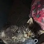Chat, Small To Medium-sized Cats, Felidae, Carnivore, Moustaches, Chatons, Norvégien, Poil, Domestic Long-haired Cat, Pixie-bob, Maine Coon, Asiatique, European Shorthair