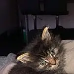 Chat, Small To Medium-sized Cats, Felidae, Carnivore, Moustaches, Domestic Long-haired Cat, Chatons, Norvégien, Maine Coon, Poil, Persan, Asiatique, Asian Semi-longhair, Faon