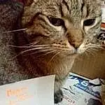 Chat, Handwriting, Felidae, Carnivore, Small To Medium-sized Cats, Moustaches, Museau, Domestic Short-haired Cat, Légende de la photo, Poil, Square, Paper Product, Patte, Paper, Box, Currency, Cat Supply, Money