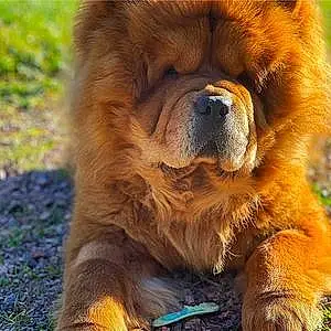 Nom Chow Chow Chien Roy