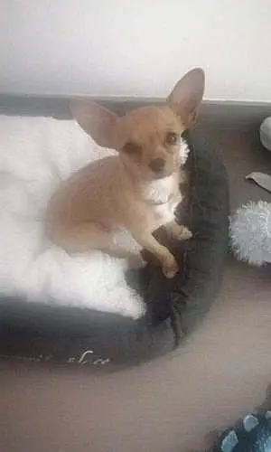 Chihuahua Chien Spike