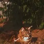 Chat, Plante, Bois, Carnivore, Herbe, Small To Medium-sized Cats, Felidae, Faon, Moustaches, Terrestrial Animal, Tints And Shades, Queue, Natural Landscape, Soil, Domestic Short-haired Cat, Darkness, Landscape, Poil, ForÃªt, Arbre
