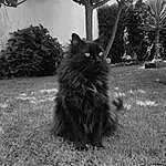 Plante, Chat, Felidae, Carnivore, Arbre, Small To Medium-sized Cats, Moustaches, Black-and-white, Style, Herbe, Tints And Shades, Queue, Race de chien, Noir & Blanc, Museau, Monochrome, Poil, Canidae, Palm Tree, Terrestrial Animal