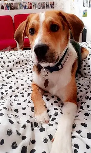 Nom Beagle-harrier Chien Buddy