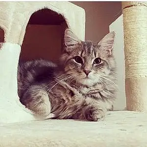 Maine Coon Chat Perceval