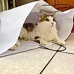 Chat, Felidae, Comfort, Carnivore, Moustaches, Grey, Small To Medium-sized Cats, Queue, Linens, Bois, Domestic Short-haired Cat, Cardboard, Poil, Patte, Couch, Assis, Bedding, Paper Product