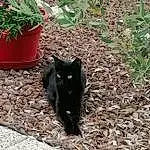 Plante, Chat, Flowerpot, Fleur, Houseplant, Felidae, Carnivore, Bombay, Herbe, Small To Medium-sized Cats, Groundcover, Moustaches, Queue, Shrub, Soil, Chats noirs, Terrestrial Animal, Domestic Short-haired Cat, Race de chien, Annual Plant