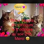 Chat, Light, Carnivore, Felidae, Font, Moustaches, Small To Medium-sized Cats, Adaptation, Happy, Légende de la photo, Event, Poil, Herbe, Magenta, Holiday, Graphic Design