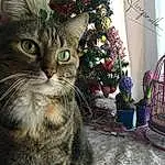 Small To Medium-sized Cats, Moustaches, Felidae, Chat, Carnivore, Purple, Poil, Lavender, Christmas Decoration, Museau, Christmas Tree, Noël, Holiday, Christmas Eve, Domestic Short-haired Cat, Christmas Ornament, Home Accessories, Ornament, Holiday Ornament, Chat tigré