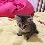 Chat, Small To Medium-sized Cats, Felidae, Carnivore, Moustaches, Chatons, American Shorthair, Pixie-bob, NorvÃ©gien, Asiatique, Domestic Short-haired Cat, Poil, Chat tigrÃ©, Dragon Li, SibÃ©rien, European Shorthair, American Curl, Domestic Long-haired Cat