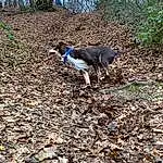 Chien, Plante, Carnivore, Race de chien, Working Animal, Faon, Herbe, Terrestrial Animal, Groundcover, Soil, Queue, Electric Blue, Canidae, Rampur Greyhound, Woodland, Trail, Walking, Hunting Dog