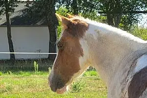 Welsh Pony and Cob Praline
