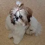 Chien, Yeux, Carnivore, Shih Tzu, Race de chien, Liver, Faon, Chien de compagnie, Toy Dog, Museau, Working Animal, Canidae, Mal-shi, Shih-poo, Poil, Dog Supply, Terrestrial Animal, Natural Material, Maltepoo