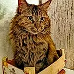 Chat, Felidae, Carnivore, Small To Medium-sized Cats, Moustaches, Bois, Shipping Box, Museau, Packaging And Labeling, Box, Packing Materials, Poil, Domestic Short-haired Cat, Cardboard, Hardwood, Carton, Shelf, Rectangle, Cat Supply, Basket