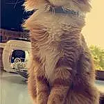 Chat, Light, Carnivore, Felidae, Moustaches, Small To Medium-sized Cats, Museau, FenÃªtre, Queue, British Longhair, Poil, Electric Blue, Windshield, Domestic Short-haired Cat, Door, Patte, Maine Coon