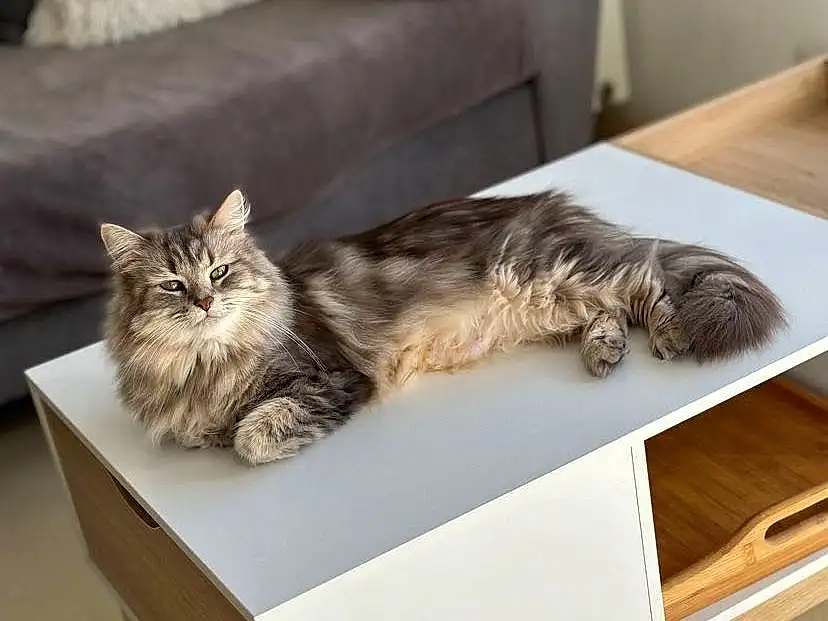 Chat, Couch, Felidae, Comfort, Carnivore, Small To Medium-sized Cats, Bois, Grey, Moustaches, Table, Living Room, Hardwood, Shipping Box, Studio Couch, Box, Poil, Domestic Short-haired Cat, Queue, Rectangle
