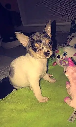 Nom Chihuahua Chien Raiponce