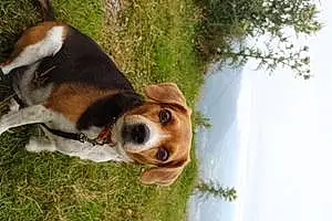 Nom Beagle Chien Jipsy