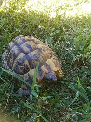 Reptile Mister Turtle